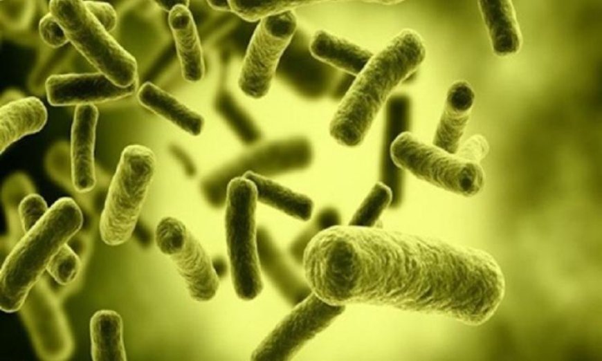 دراسة جديدة تبرز العلاقة بين بكتيريا الأمعاء وزيادة أداء العضلات