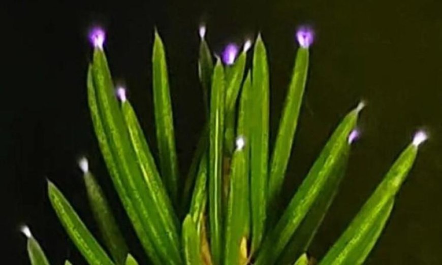 رصد العلماء أشجارا تتلألأ بالكهرباء خلال العواصف للمرة الأولى