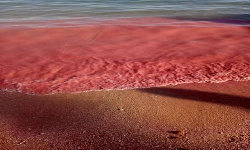 محميات البحر الأحمر تفسر سر ظهور اللون الأحمر على الشواطئ العلمية