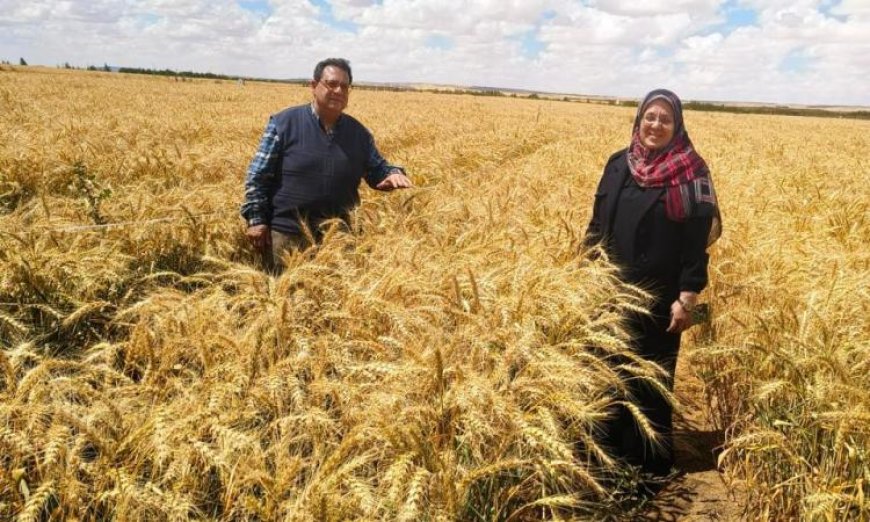 بحوث الصحراء تحقق إنجازا علميا ي boost إنتاجية القمح في الأراضي الملوحة