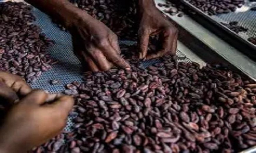 انخفاض أسعار الكاكاو عالميا نتيجة زيادة المعروض وتراجع الطلب على الشوكولاتة