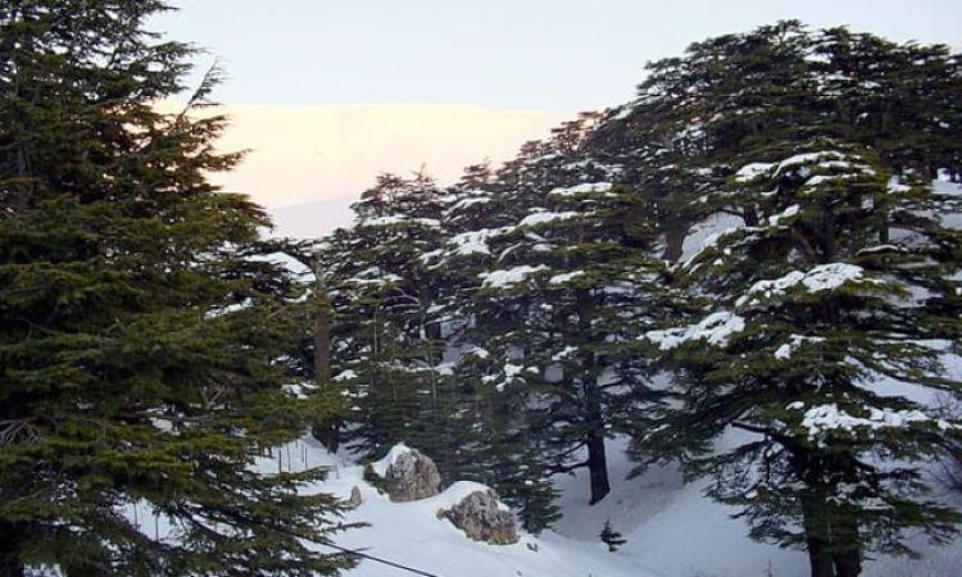 شجرة الأرز اللبناني رمز القوة والاستمرارية في وجه التحديات