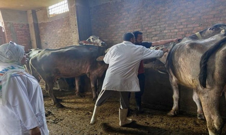 محافظ المنوفية يعلن تحصين أكثر من 37 ألف رأس من الماشية ضد مرض الحمى القلاعية