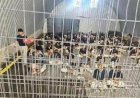 مؤسسات الأسرى تكشف عن تجاوز عدد الأسرى والمعتقلين في سجون الاحتلال 9400 حتى بداية مايو