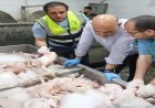 ضبط 3 أطنان من الدواجن الفاسدة في القليوبية تكشف عن أزمة غذائية جديدة