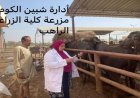 محافظ المنوفية يعلن عن تحصين 313 ألف رأس ماشية لمواجهة مرض الحمى القلاعية