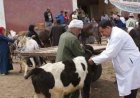 فتح 16 مجزرا حكوميا في بني سويف لذبح الأضاحي مجانا ضمن خدمات الطب البيطري