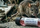 إسبانيا تسجل حالة إصابة ثانية بفيروس هانتا وتواصل عزل 12 شخصا للوقاية