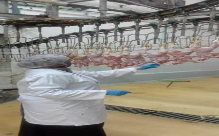 محافظ الجيزة يعزز الرقابة البيطرية على مجازر الدواجن لضمان جودة وسلامة الغذاء