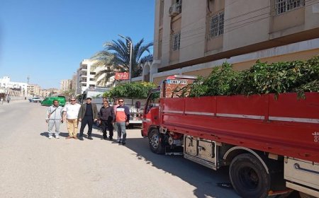 محافظ الفيوم يراقب استلام 10000 شجرة في إطار المبادرة الرئاسية لزراعة 100 مليون شجرة