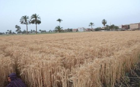 محافظ المنيا يكشف عن توريد 217 ألف طن من القمح إلى الصوامع منذ بداية موسم الحصاد