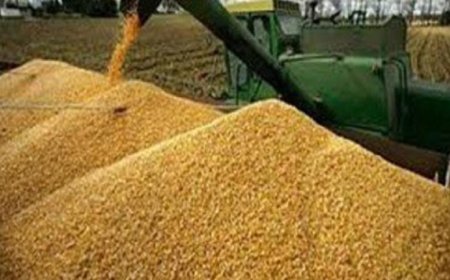 توريد 2.7 مليون طن من القمح المحلي حتى الآن وزيادة قدرة التخزين في صناعة الحبوب