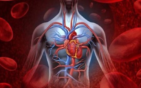 مكمل غذائي حديث يساهم في تقليل تراكم الدهون في الشرايين التاجية ويعزز صحة القلب