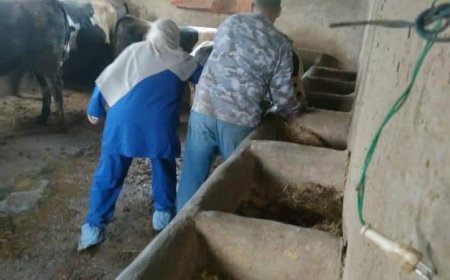 الزراعة تستمر في الحملة القومية لمكافحة الحمى القلاعية والوادي المتصدع