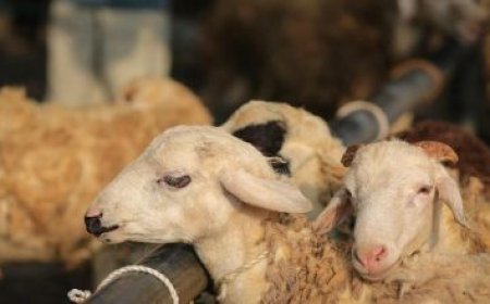 استقرار الدولار وسط انخفاض عوائد السندات وانتظار اتجاه الفائدة العالمية