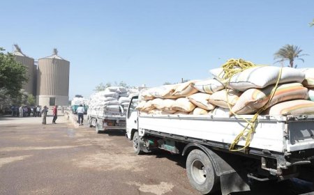 تجاوز توريد القمح في زراعة بني سويف 223 ألف طن مع استمرار الجهود الزراعية