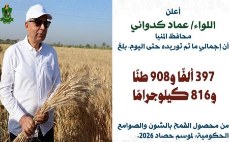 المنيا تستقبل أكثر من 397 ألف طن من القمح منذ بدء موسم الحصاد 2026