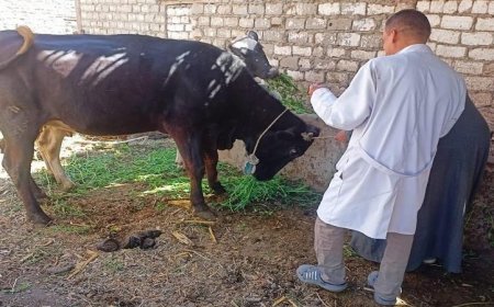 تحصين 89 ألف رأس من الماشية في المنيا لمواجهة الحمى القلاعية وحمى الوادي المتصدع