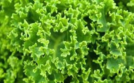 تغير المناخ يهدد آلاف الأنواع النباتية بالانقراض بحلول نهاية القرن وفقاً لدراسة جديدة