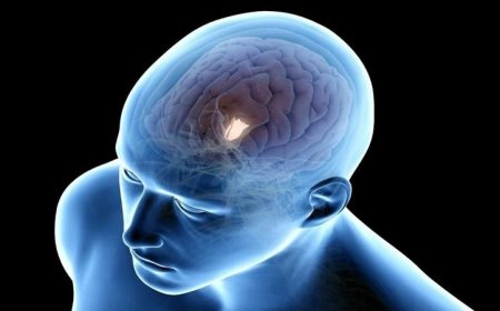 اكتشاف آلية خفية للشيخوخة في الدماغ ومكمل بسيط يخفف آثار التدهور العقلي