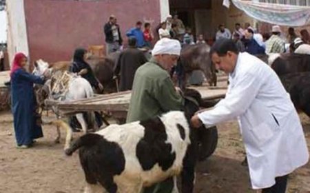 فتح 16 مجزرا حكوميا في بني سويف لذبح الأضاحي مجانا ضمن خدمات الطب البيطري