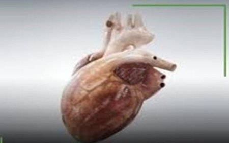 ابتكار قلب مصغر يفتح آفاق جديدة لعلاجات اضطرابات القلب