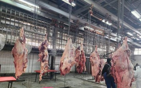 الزارعة تقدم 10172 أضحية مجانية للمواطنين في المجازر الحكومية خلال أول أيام العيد