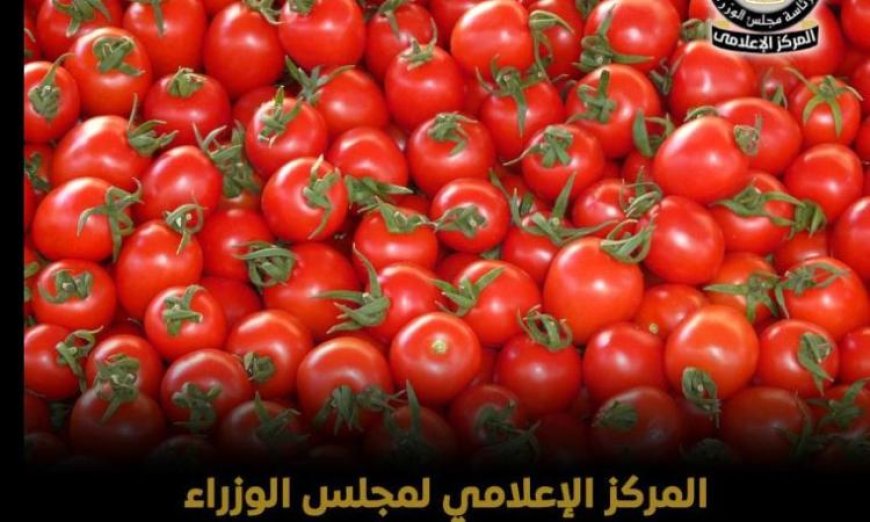 وزير الإعلام ينفي استخدام مادة الإثيريل لرش الطماطم من أجل تسريع نضجها
