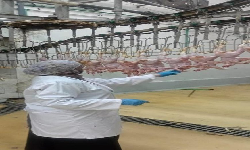 محافظ الجيزة يعزز الرقابة البيطرية على مجازر الدواجن لضمان جودة وسلامة الغذاء