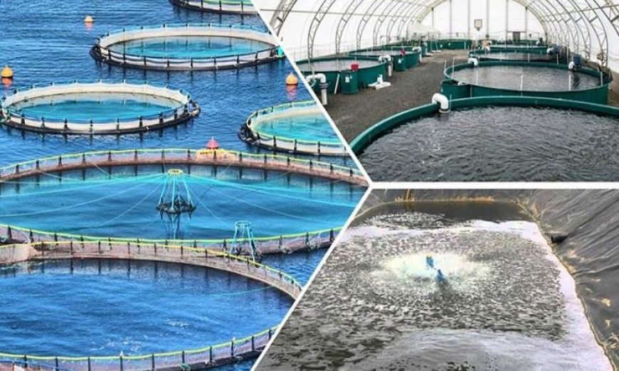جهاز البحيرات ينظم ورشة عمل مبتكرة حول الطاقة المتجددة لدعم الاستزراع السمكي