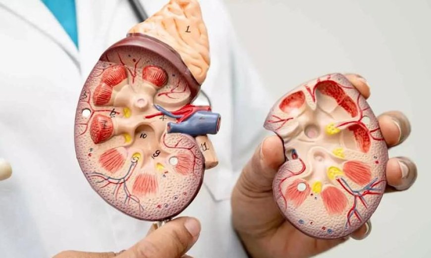 دراسة تكشف عن قدرة غير متوقعة لدواء شائع لعلاج الإمساك في حماية الكلى