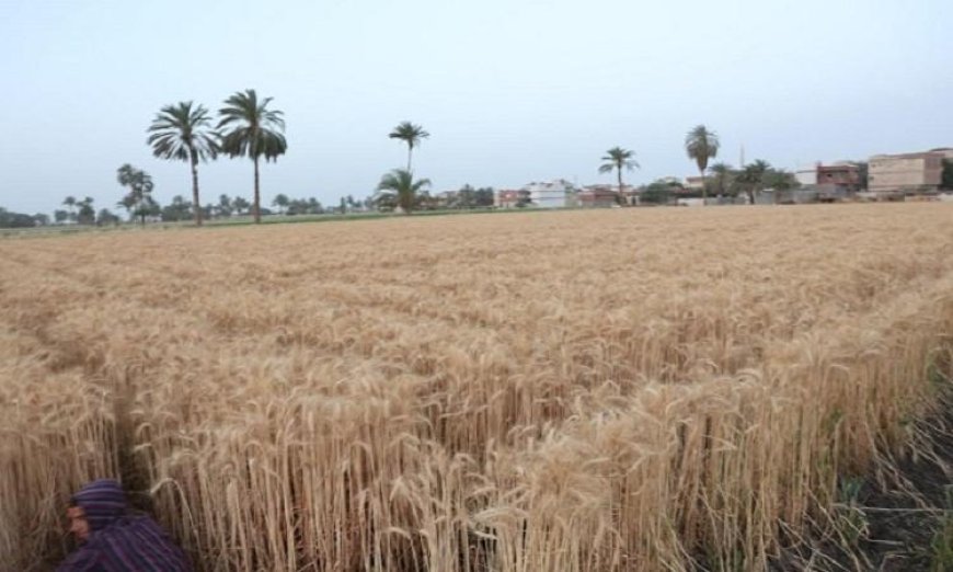 محافظ المنيا يكشف عن توريد 217 ألف طن من القمح إلى الصوامع منذ بداية موسم الحصاد