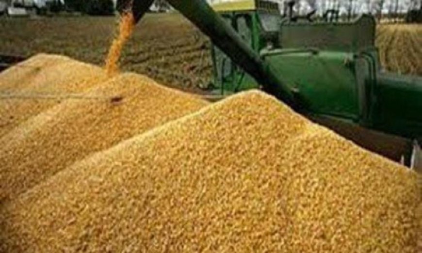 توريد 2.7 مليون طن من القمح المحلي حتى الآن وزيادة قدرة التخزين في صناعة الحبوب