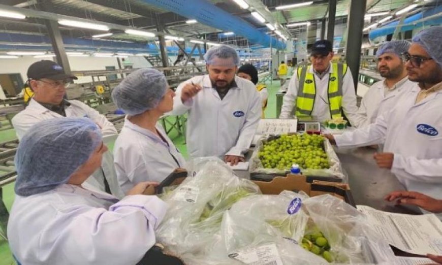 الزراعة تطمح لزيادة صادرات العنب المصري إلى أسواق الأرجنتين بعد نجاح الموالح