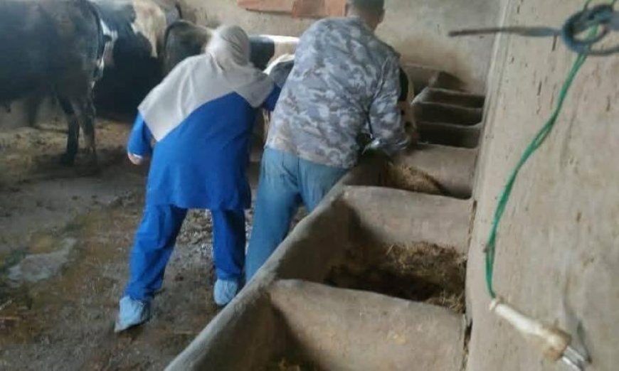الزراعة تستمر في الحملة القومية لمكافحة الحمى القلاعية والوادي المتصدع
