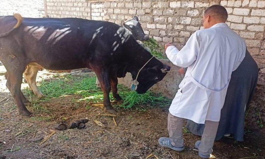 تحصين 89 ألف رأس من الماشية في المنيا لمواجهة الحمى القلاعية وحمى الوادي المتصدع