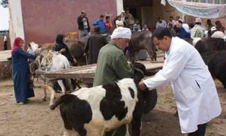 فتح 16 مجزرا حكوميا في بني سويف لذبح الأضاحي مجانا ضمن خدمات الطب البيطري