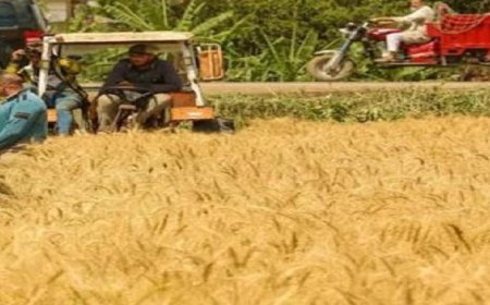 جهود الحكومة لتعزيز الأمن الغذائي تسجل رقمًا قياسيًا في توريد القمح حسب متحدث وزارة الزراعة