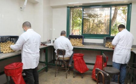 مراقبة صارمة على إنتاج وتصدير البطاطس مع تسجيل 970 ألف طن من الصادرات المفحوصة