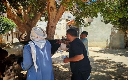 تحصين 127 ألف رأس ماشية في المنيا ضمن الحملة الوطنية لمكافحة الحمى القلاعية والوادي المتصدع