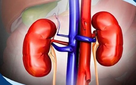 خلايا جينية مبتكرة تقدم حلاً ثورياً لمعاناة مرضى غسيل الكلى