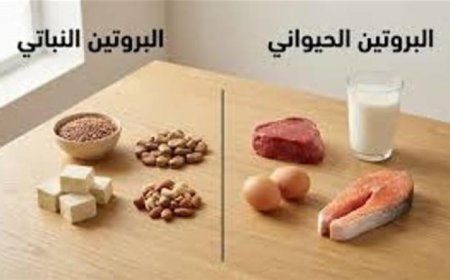 البروتين الحيواني مقابل البروتين النباتي اكتشف الخيار الأفضل لك