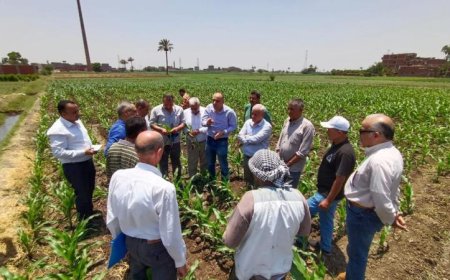 الزراعة تعزز جهودها لمكافحة دودة الحشد وحماية المحاصيل الصيفية من التلف