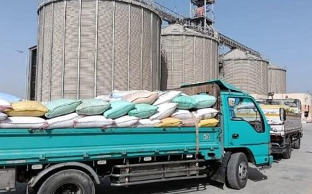 محافظة بني سويف تستمر في استقبال محصول القمح من المزارعين لتعزيز الإنتاج الزراعي