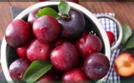 دراسة تكشف أن تناول البرقوق يساهم في تقليل خطر هشاشة العظام لدى النساء
