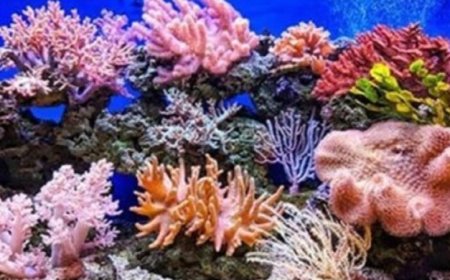 الشعاب المرجانية تظهر قدرتها على الصمود أمام تأثيرات تغير المناخ
