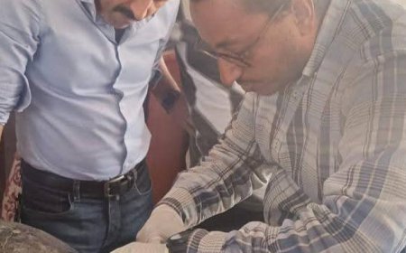 السفر الملهم للسلحفاة دريا من اليونان إلى مصر يتحول إلى نموذج لحماية الحياة البحرية