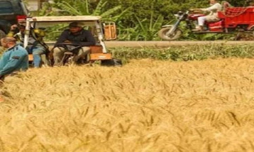 جهود الحكومة لتعزيز الأمن الغذائي تسجل رقمًا قياسيًا في توريد القمح حسب متحدث وزارة الزراعة