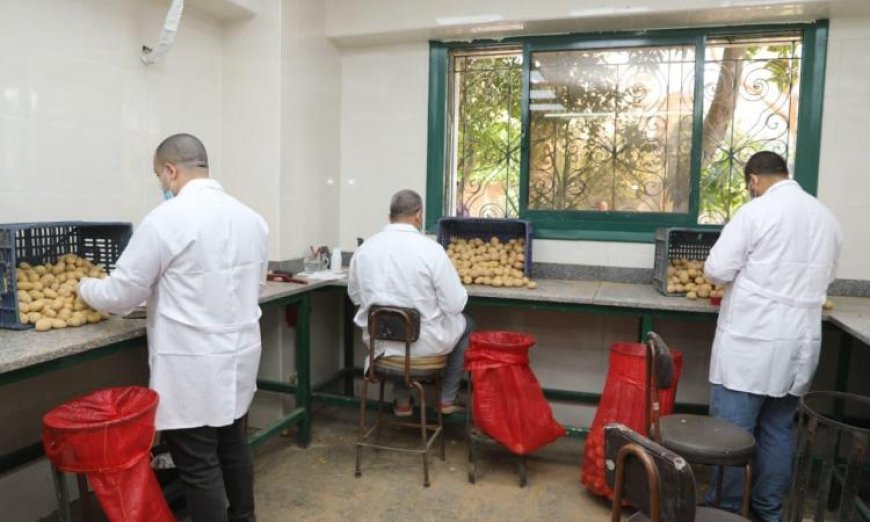 مراقبة صارمة على إنتاج وتصدير البطاطس مع تسجيل 970 ألف طن من الصادرات المفحوصة