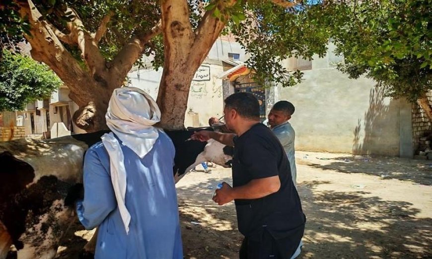 تحصين 127 ألف رأس ماشية في المنيا ضمن الحملة الوطنية لمكافحة الحمى القلاعية والوادي المتصدع